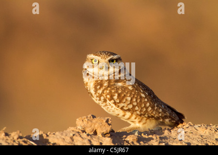 Northern (or Western) Burrowing Owl, near the Salton Sea, Imperial Valley, California. Stock Photo