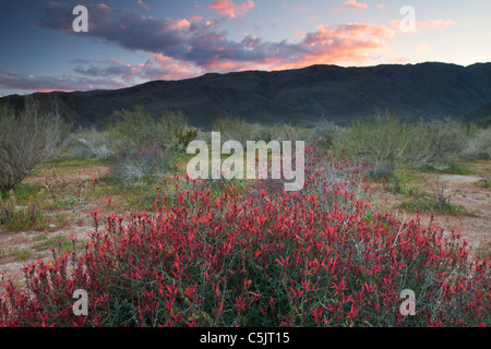 Chuparosa or Hummingbird Bush wildflowers in Anza-Borrego Desert State Park, California. Stock Photo