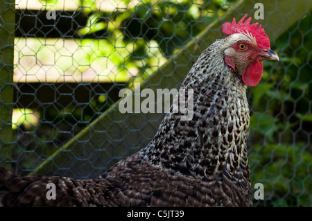 Speckled black and white hen or chicken outdoors in the chicken run in a backyard in England.