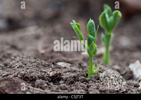 Fresh pea plant emerging from the ground in Spring in an organic garden. Stock Photo