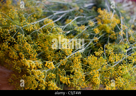 Harvested dillweed used in making crayfish in Sweden. Stock Photo