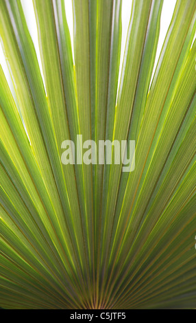 Details of a palm leaf, texture and shape. Stock Photo