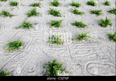 arable limestone farm potato crop formation texture background in rows, markings, aerial shot Stock Photo