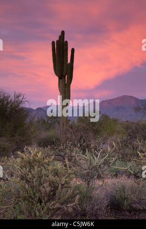 Saguaro cactus at sunset, McDowell Mountain Regional Park, Near Fountain Hills and East of Phoenix, Arizona. Stock Photo