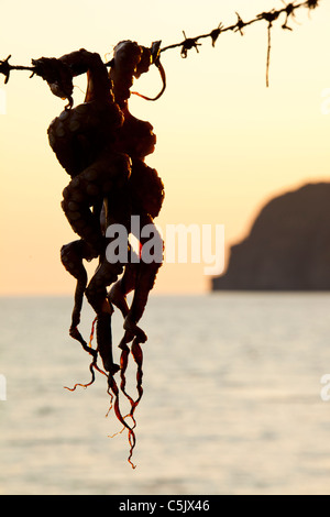 An Octopus hung up at a seafront restaurant in Skala Eresou, on Lesbos, Greece. Stock Photo