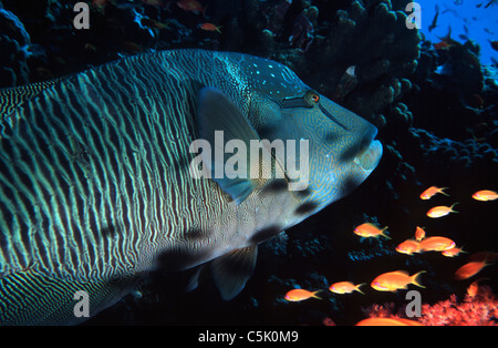 Humphead wrasse, Cheilinus undulatus and anthiases at Elphinstone Reef, Red Sea, Egypt Stock Photo