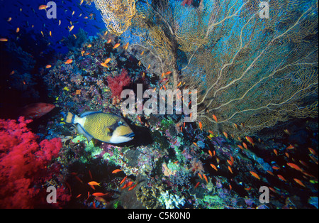 Titan triggerfish (Balistoides viridescens) and Scalefin Anthias (Anthias Squamipinnis), with corals, Red Sea, Egypt Stock Photo
