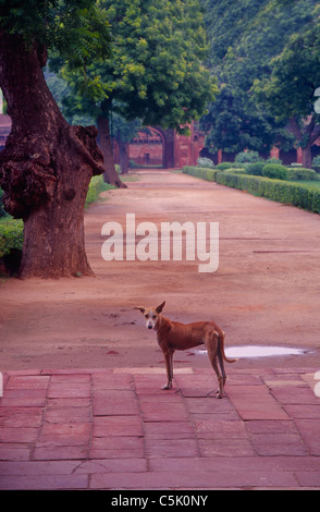 Dog, Fort in Agra, India Stock Photo