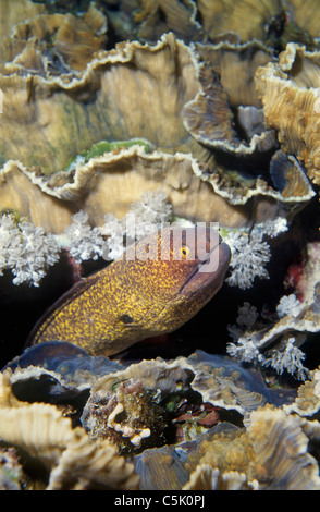 Yellow-margined Moray, Gymnothorax flavimarginatus, at Siyull Island (Fury Shoal area), Red Sea, Egypt Stock Photo