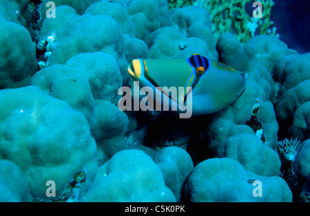 Arabian Picasso triggerfish, Rhinecanthus assasi, Panorama Reef (Abu Alama), Red Sea, Egypt Stock Photo