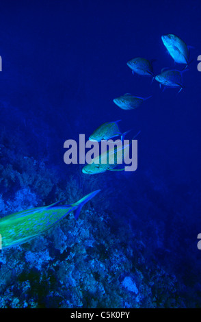 Bluefin trevally, Caranx melampygus, Red Sea, Egypt Stock Photo