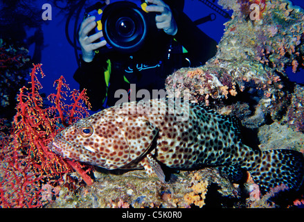 Diver photographing a Greasy grouper, Epinephelus tauvina, among soft corals, Red Sea, Egypt Stock Photo