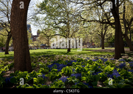 Hyacinths, Washington Square Park, Greenwich Village, NYC Stock Photo