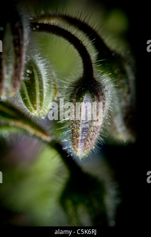 Close up of Borage flower bud Stock Photo