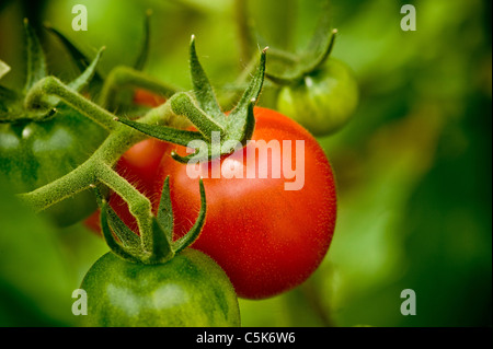 Red and green Gardener's Delights tomatoes ripening on the vine in a UK greenhouse. Stock Photo