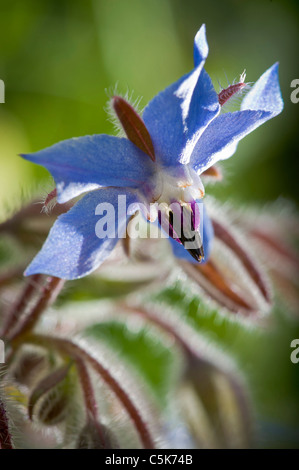 Close-up of blue Borage flower Stock Photo