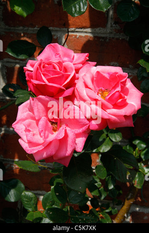 Three roses against a wall (Rosa). Stock Photo