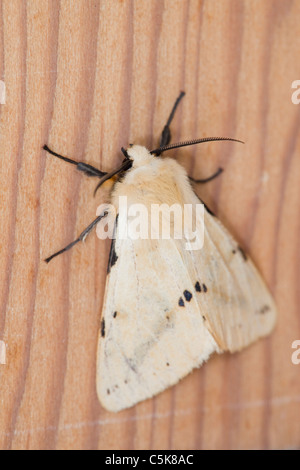 Buff Ermine Moth; Spilosoma luteum; Cornwall Stock Photo