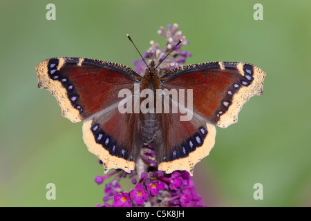 Camberwell Beauty Butterfly; Nymphalis antiopa; on buddleia Stock Photo