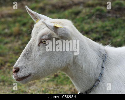 The head of a white goat, a British Saanen. Stock Photo