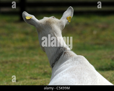 The back of a British Saanen goat Stock Photo