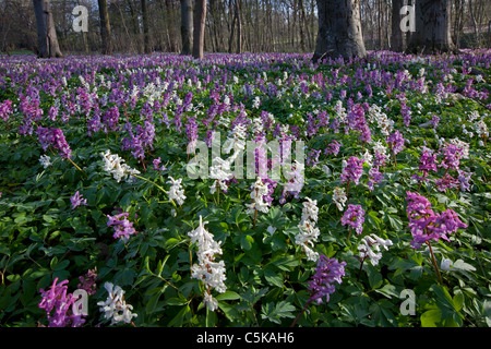 Hollowroot / bird-in-a-bush / fumewort (Corydalis cava) flowering in forest in spring, Germany Stock Photo