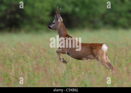 Roe deer (Capreolus capreolus) buck jumping in field, Germany Stock Photo