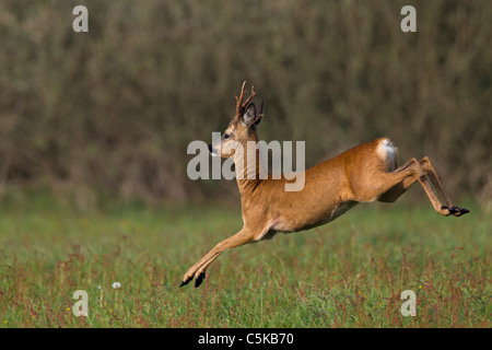 Roe deer (Capreolus capreolus) buck jumping in field, Germany Stock Photo