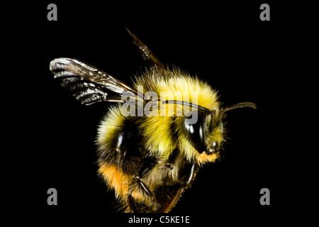 close up of bumble bee before black background. The insect is very hairy. Stock Photo