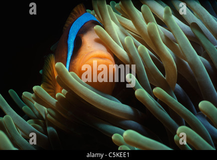 A Symbiotic Two-Band Clownfish (Amphiprion bicinctus), hides in the protection of a sea anemone's tentacles. Egypt, Red Sea Stock Photo