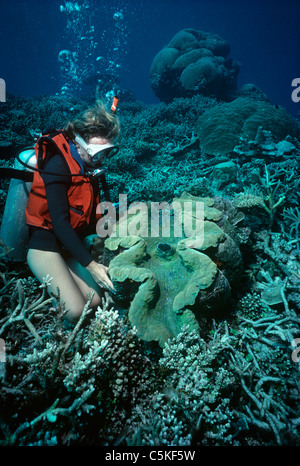 Diver examining a Giant Fluted Clam (Tridacna squamosa) on a coral reef. Palau, Micronesia - Pacific Ocean Stock Photo