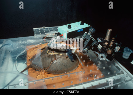 Scientists research the vision of Horseshoe Crabs (Limulus polyphemus) using technology. Massachusetts, USA Stock Photo