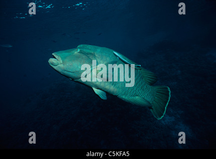 Giant Napoleon wrasse (Cheilinus undulatus) with a symbiotic pilot fish attached to its side. Egypt, Red Sea Stock Photo