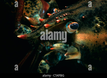 Lobster Rostrum Head, eye, and rostrum of Maine Lobster (Homarus americanus ...