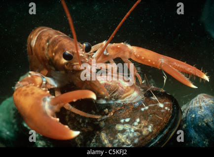 One-Year old American Lobster (Homarus americanusMassachusetts, USA) scavenges on a mussel. Stock Photo