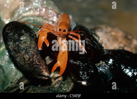 One-Year old American Lobster (Homarus americanus) scavenges on a mussel. Massachusetts, USA Stock Photo