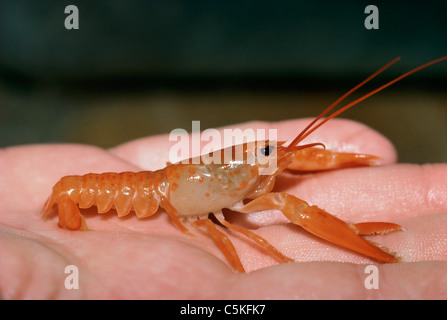 A one-year old American Lobster (Homarus americanus) being held in the hand of a scientist. Massachusetts, USA Stock Photo