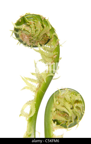 Fern leaf stems wound up in a circle. Isolated on a white background. Stock Photo