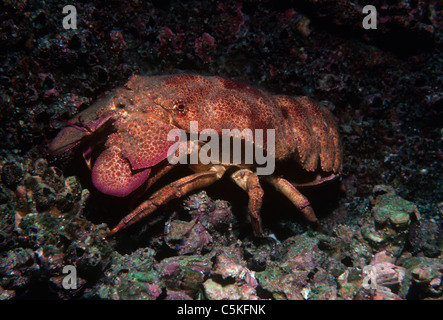 Slipper Lobster (Scyllarides astori) scavenging on bottom. Galapagos Islands, Ecuador, Pacific Ocean. Stock Photo