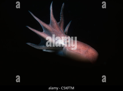 Common Atlantic Octopus (Octopus vulgaris) swimming in open ocean. New England, USA - North Atlantic Ocean Stock Photo