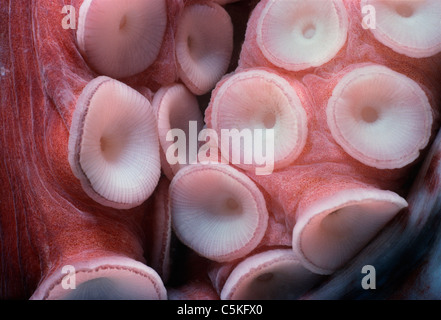 Suckers on the arms of a Giant Pacific Octopus (Enteroctopus dofleini). British Columbia, Canada - North Pacific Ocean Stock Photo