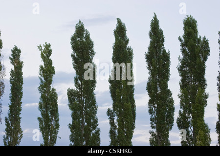 Row of Poplar Trees Stock Photo