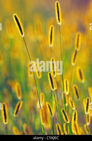 backlit grass MA Stock Photo - Alamy