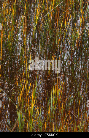 Spartina stand, ripe, SC Stock Photo