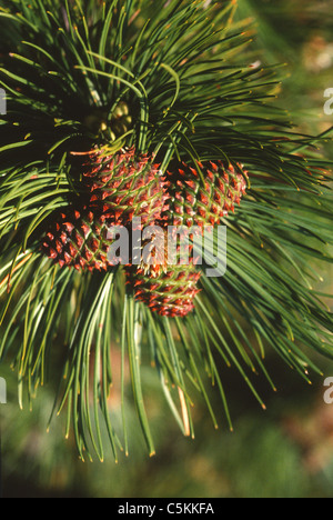 Pine trees with cones on rocky coast above sea Stock Photo - Alamy