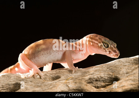 Western Banded Gecko Coleonyx variegatus Arizona USA Stock Photo
