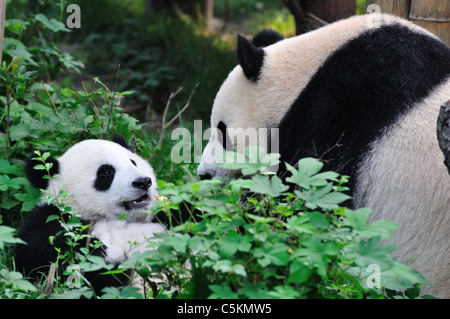 A giant panda mother and cub playing in grass. Chengdu, Sichuan, China. Stock Photo