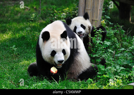 Giant panda mom and cub. Chengdu, Sichuan, China. Stock Photo