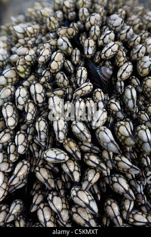 Mussel, limpet and other sessile creatures, Huntington Beach, CA Stock Photo
