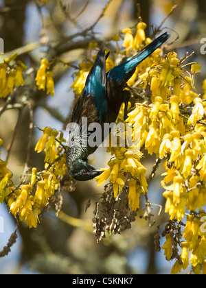 Male Tui bird feeding on nectar in a Kowhai tree Stock Photo